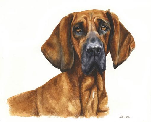 Hundeportrait Hannoverscher Schweisshund