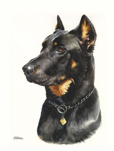 Hundeportrait Lasso