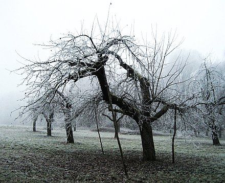 Old tree