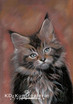 Main Coon