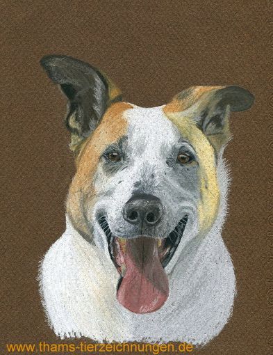 Hundeportrait Pastell