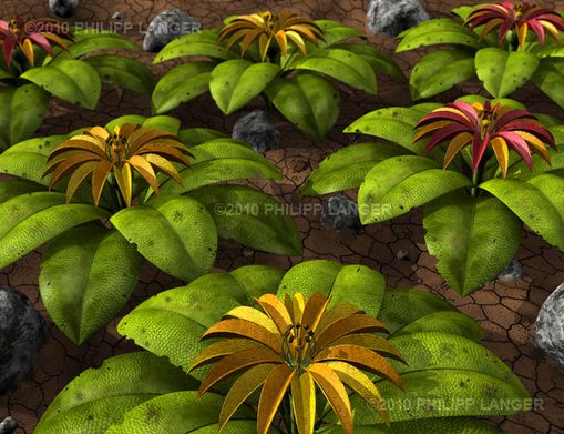 Wstenblumen  Desert Flowers