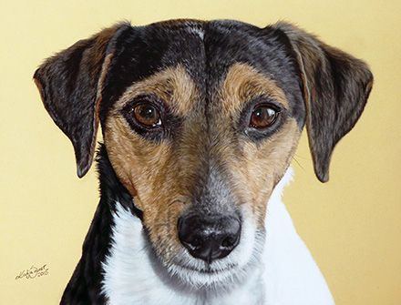 Jack Russell Terrier