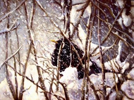 Amsel im Winter