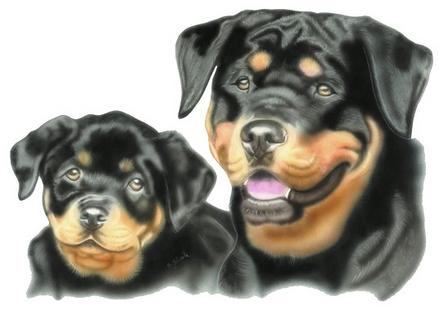 Portrait Rottweiler